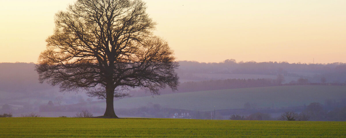 Tree Planting Scheme - Sustainable Chesham